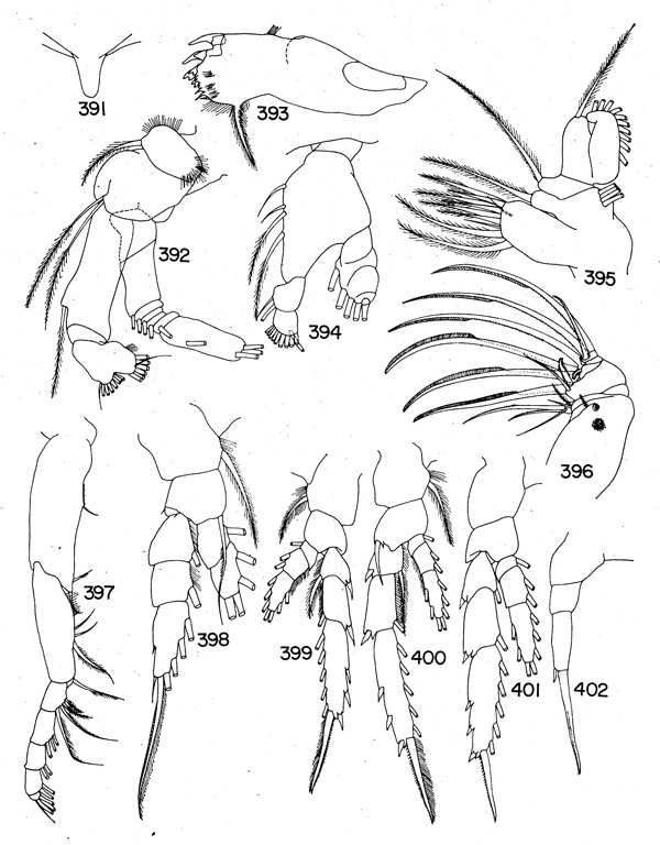 Espèce Temorites similis - Planche 3 de figures morphologiques