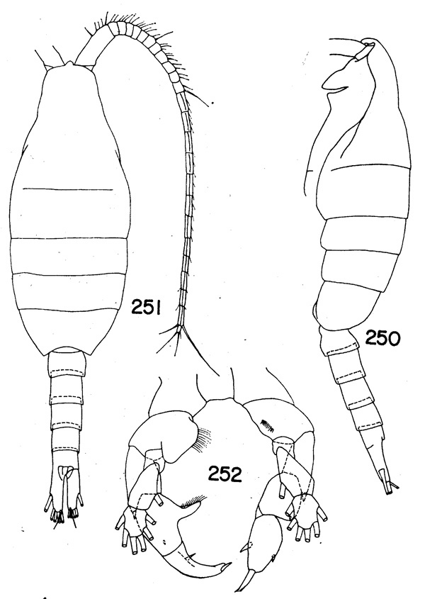 Species Paraheterorhabdus (Paraheterorhabdus) vipera - Plate 7 of morphological figures