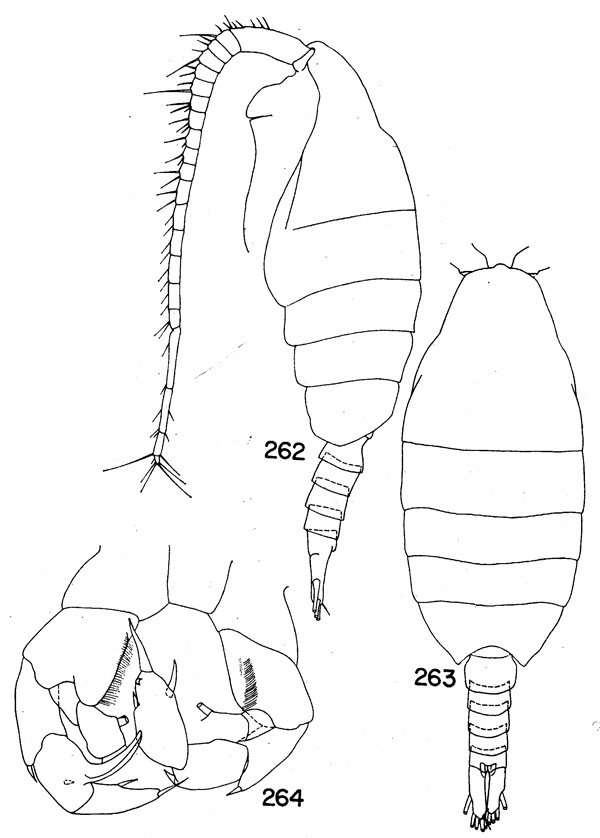 Species Paraheterorhabdus (Paraheterorhabdus) illgi - Plate 3 of morphological figures