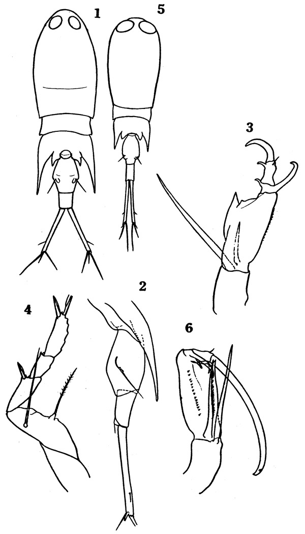 Espce Corycaeus (Corycaeus) speciosus - Planche 1 de figures morphologiques