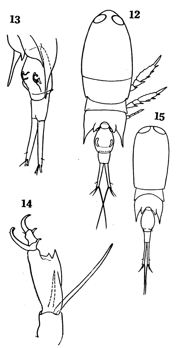 Espce Corycaeus (Corycaeus) crassiusculus - Planche 1 de figures morphologiques