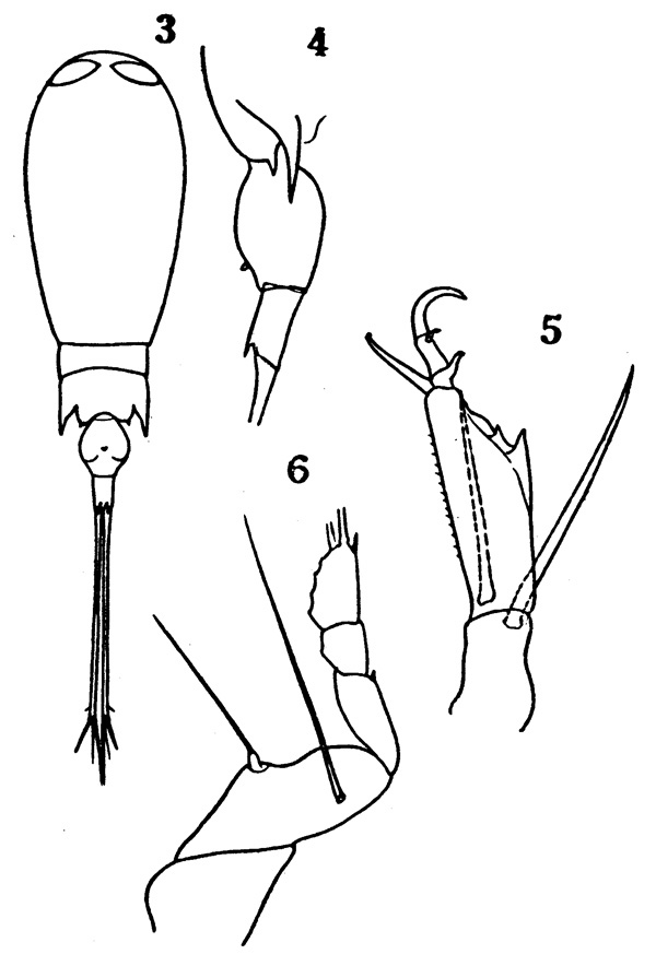 Espèce Corycaeus (Urocorycaeus) furcifer - Planche 1 de figures morphologiques