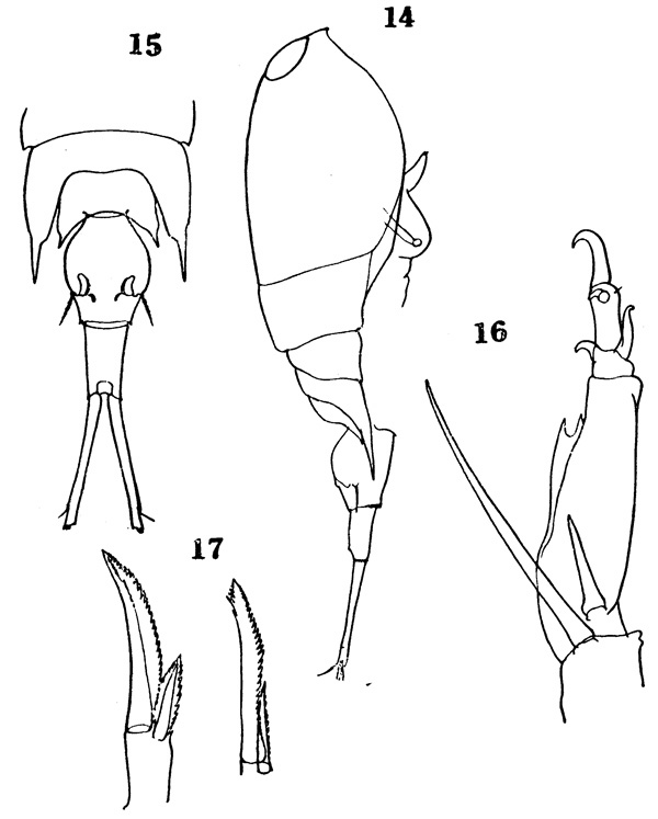 Espèce Corycaeus (Ditrichocorycaeus) dahli - Planche 1 de figures morphologiques