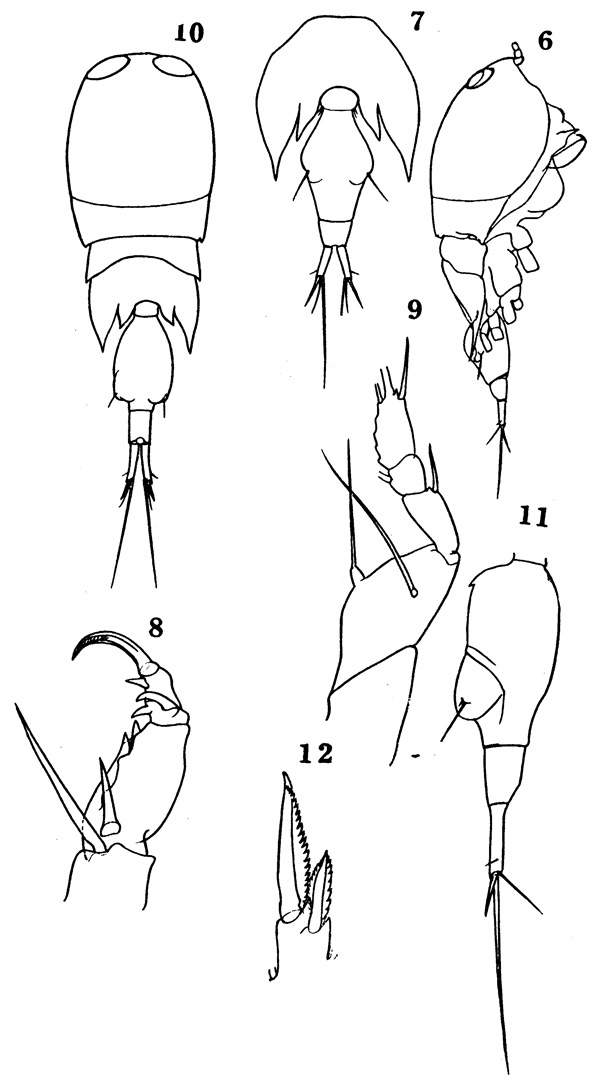 Species Corycaeus (Onychocorycaeus) catus - Plate 1 of morphological figures