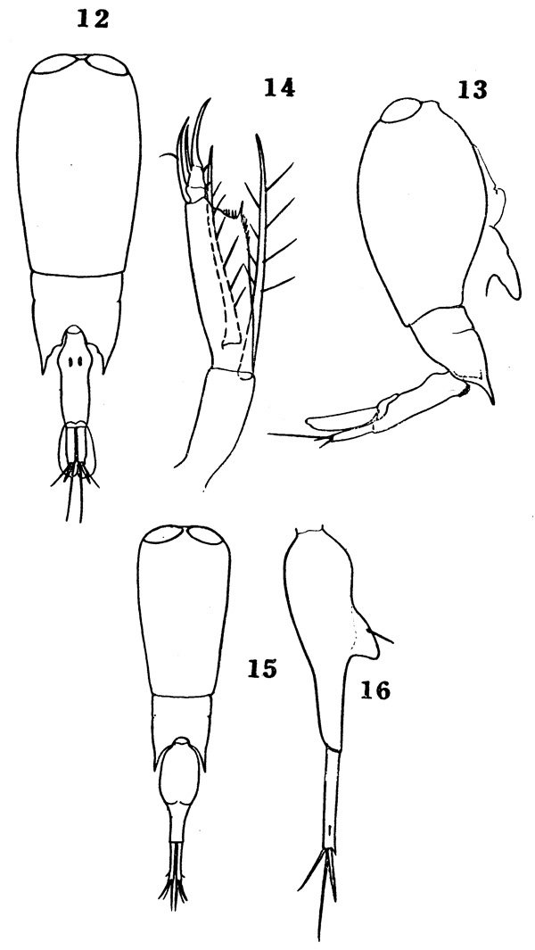 Species Farranula concinna - Plate 1 of morphological figures