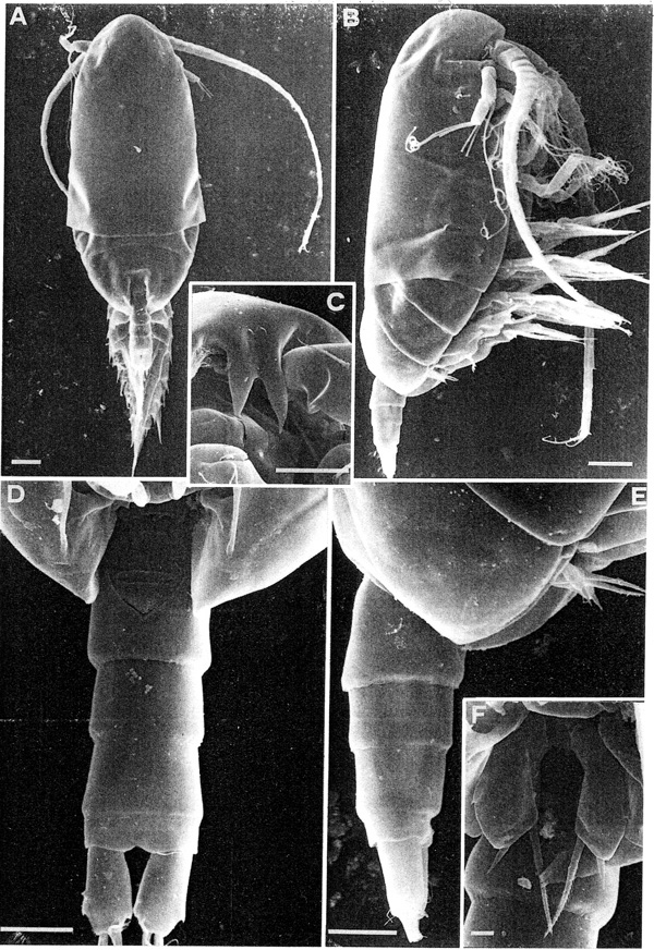 Espèce Scolecithricella minor - Planche 8 de figures morphologiques