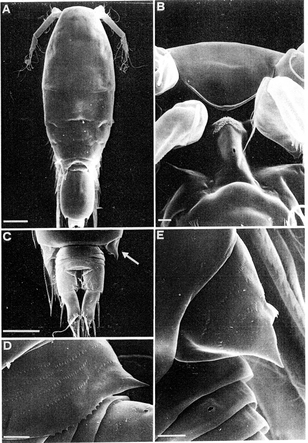 Espèce Triconia conifera - Planche 3 de figures morphologiques