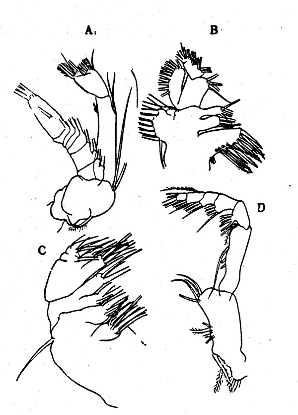 Espèce Neocalanus tonsus - Planche 7 de figures morphologiques