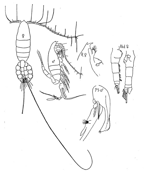 Espèce Euchaeta marina - Planche 1 de figures morphologiques