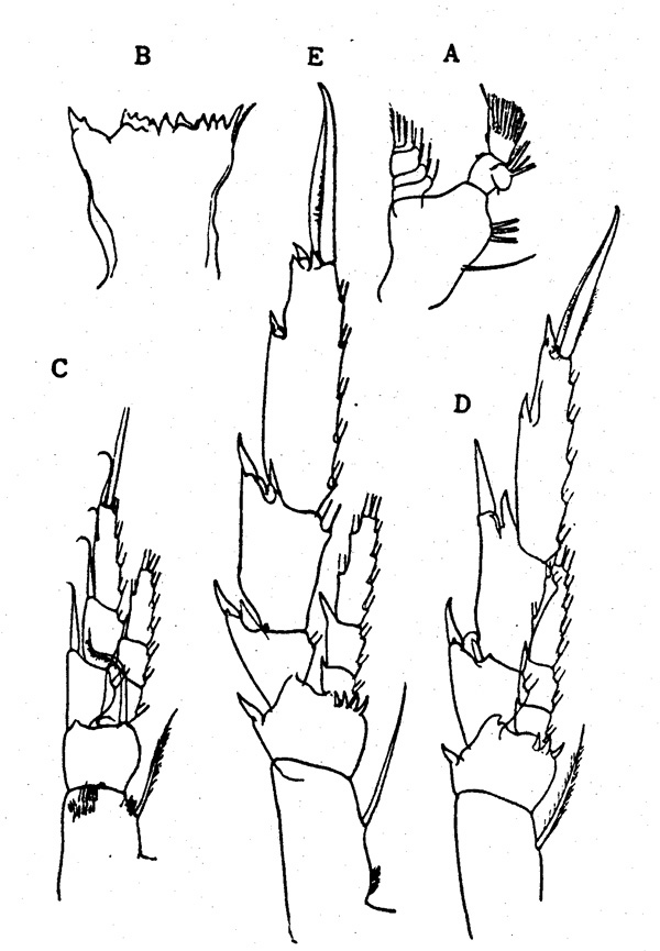 Espèce Neocalanus tonsus - Planche 8 de figures morphologiques