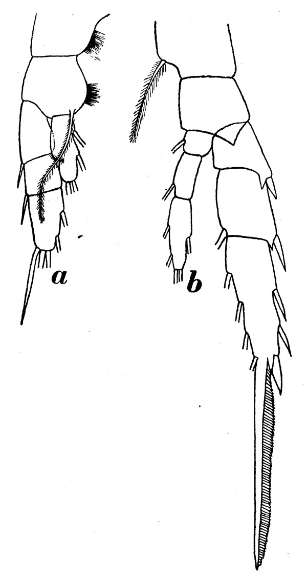 Espèce Aetideopsis rostrata - Planche 10 de figures morphologiques
