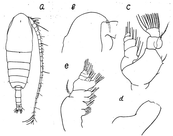 Species Neocalanus plumchrus - Plate 3 of morphological figures