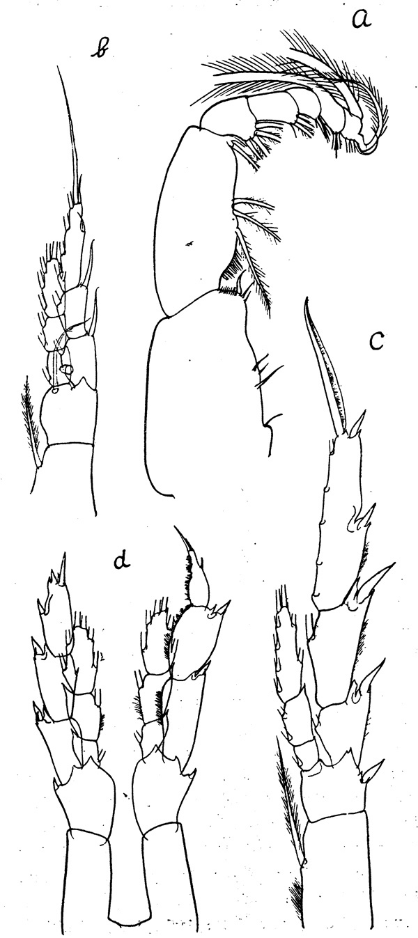 Species Neocalanus plumchrus - Plate 4 of morphological figures