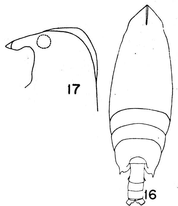 Espèce Scottocalanus backusi - Planche 1 de figures morphologiques