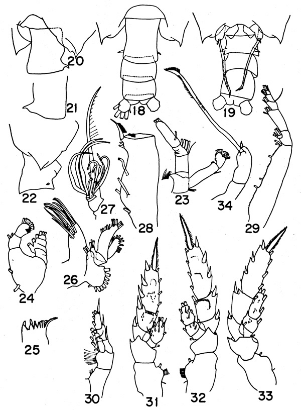 Espèce Scottocalanus backusi - Planche 2 de figures morphologiques