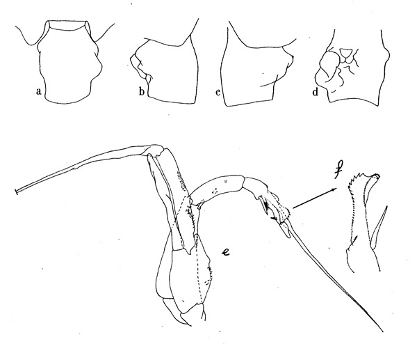 Espèce Euchaeta marina - Planche 2 de figures morphologiques