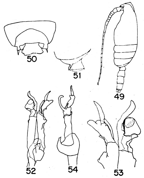 Espèce Scottocalanus corystes - Planche 1 de figures morphologiques