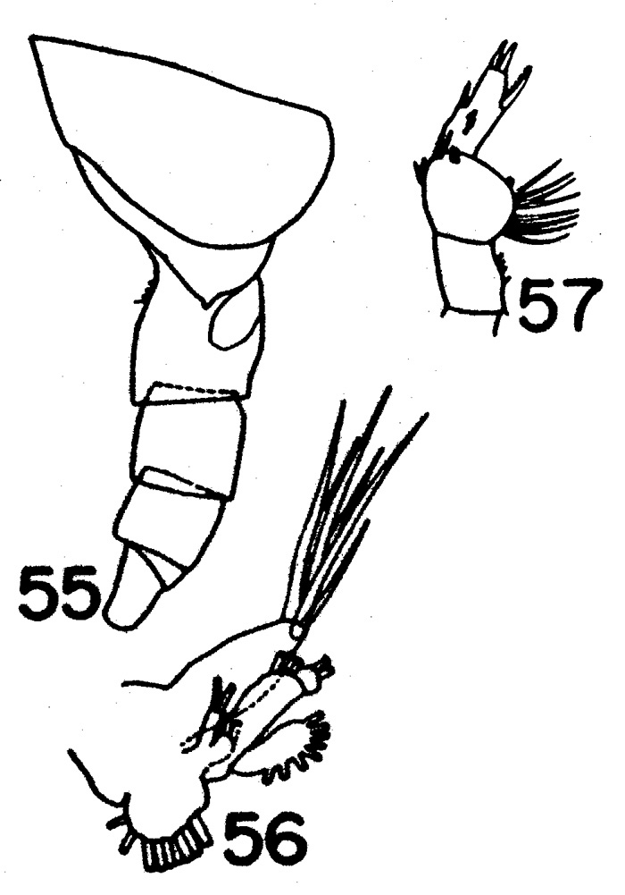 Species Cephalophanes tectus - Plate 2 of morphological figures