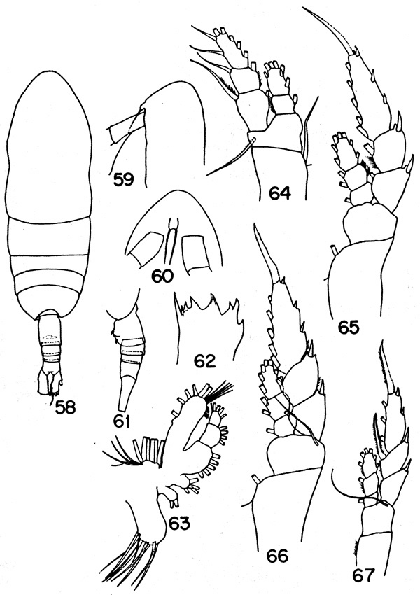Espce Haloptilus caribbeanensis - Planche 3 de figures morphologiques