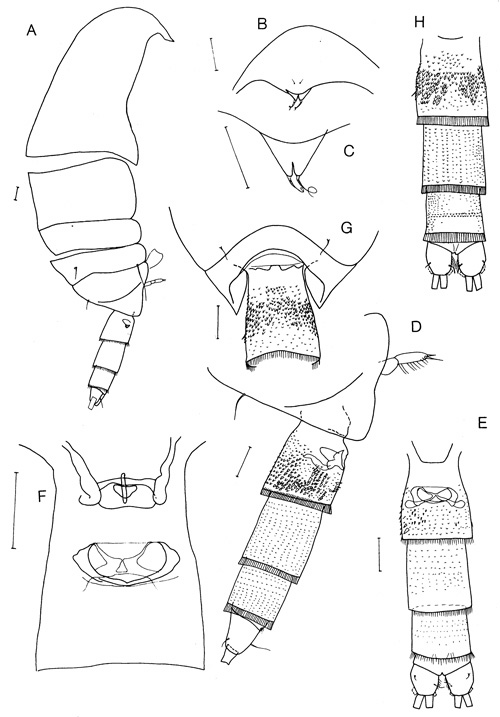 Species Brachycalanus flemingeri - Plate 1 of morphological figures