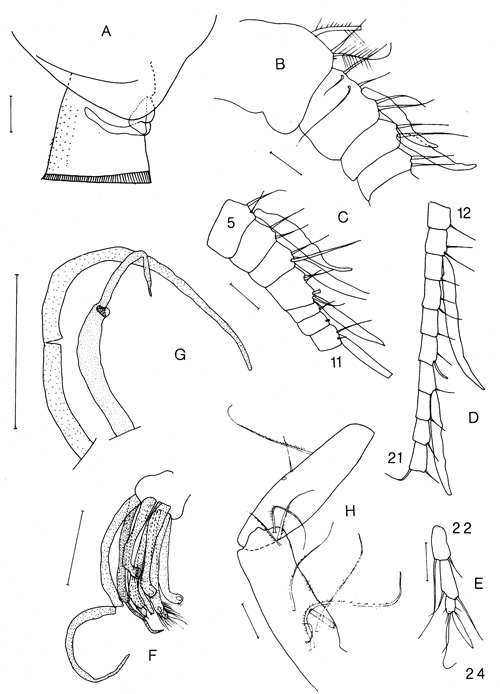 Species Brachycalanus ordinarius - Plate 3 of morphological figures