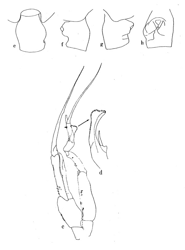 Espce Euchaeta rimana - Planche 1 de figures morphologiques