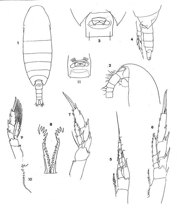 Espèce Calanus propinquus - Planche 1 de figures morphologiques