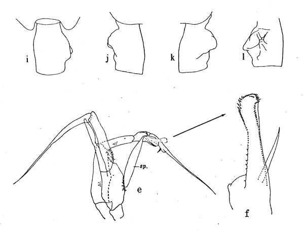 Espce Euchaeta marinella - Planche 1 de figures morphologiques