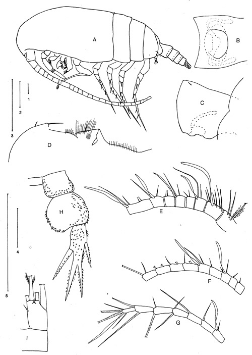 Espèce Parkius karenwishnerae - Planche 1 de figures morphologiques