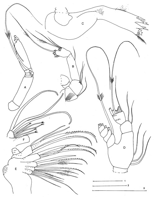 Species Parkius karenwishnerae - Plate 2 of morphological figures
