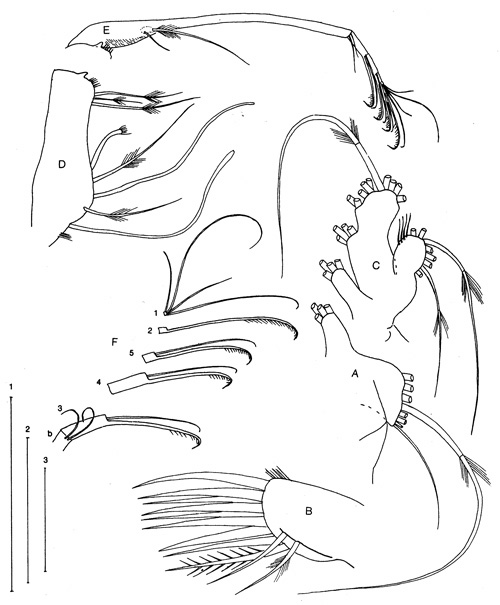 Espèce Parkius karenwishnerae - Planche 3 de figures morphologiques