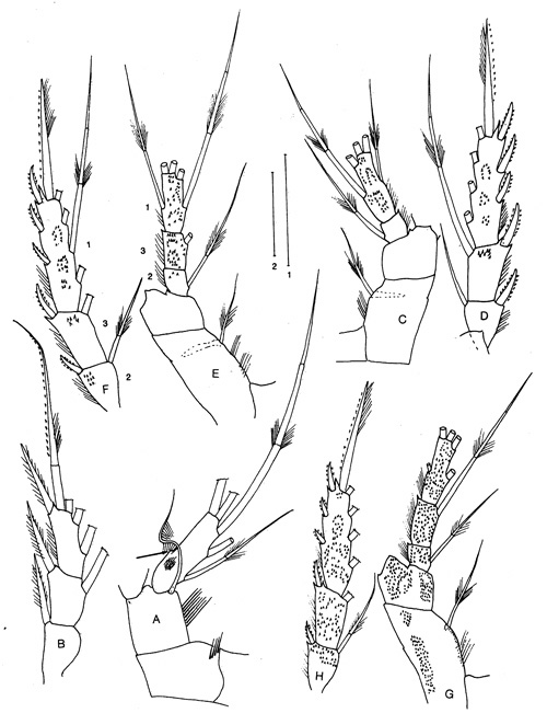 Species Parkius karenwishnerae - Plate 4 of morphological figures
