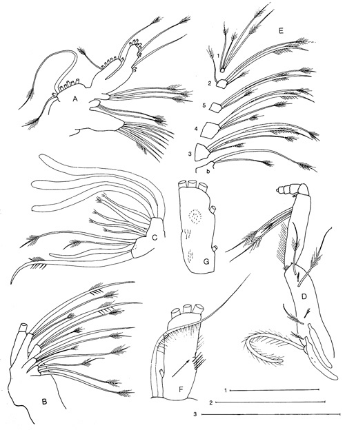 Species Diaixis hibernica - Plate 3 of morphological figures