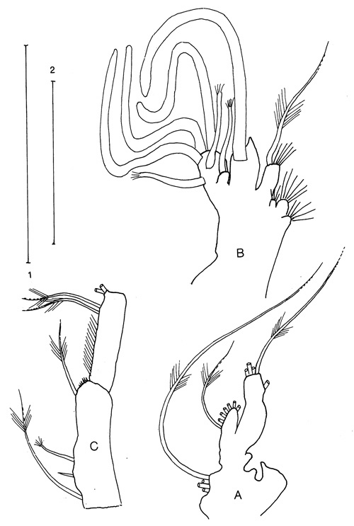 Species Diaixis hibernica - Plate 4 of morphological figures