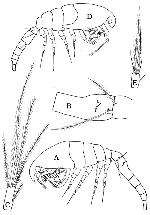 Species Oithona davisae - Plate 1 of morphological figures