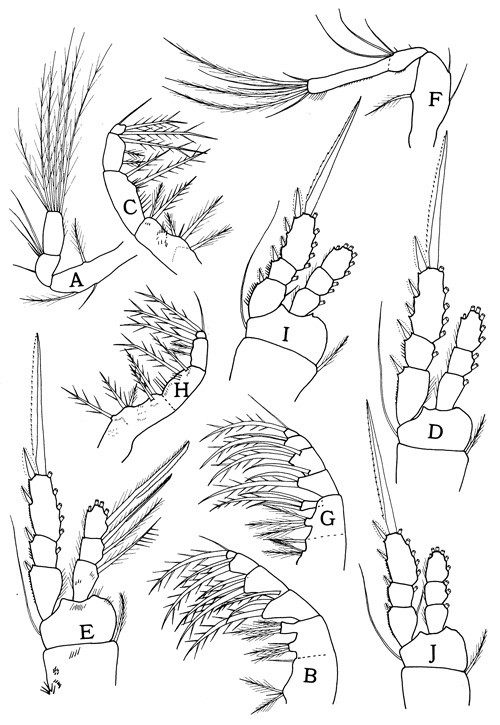 Espce Oithona davisae - Planche 3 de figures morphologiques