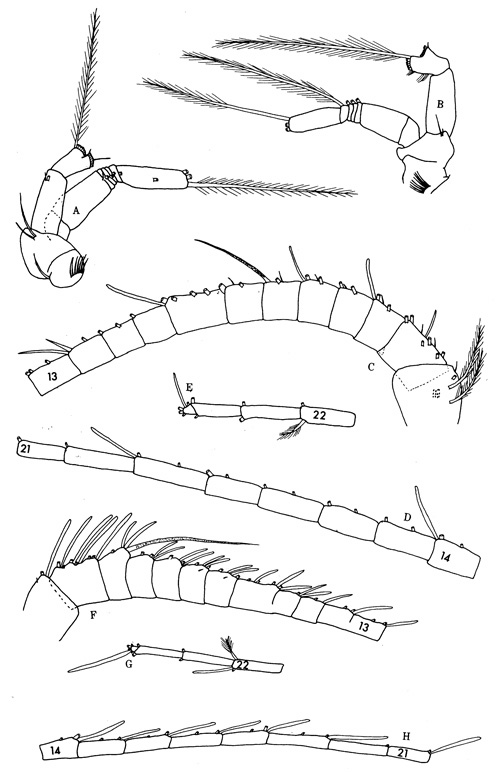 Espèce Pseudochirella notacantha - Planche 6 de figures morphologiques