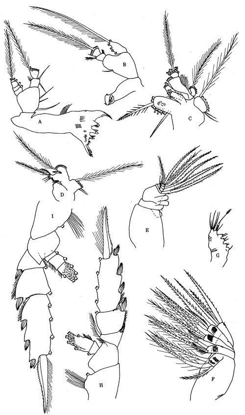 Espèce Pseudochirella notacantha - Planche 7 de figures morphologiques