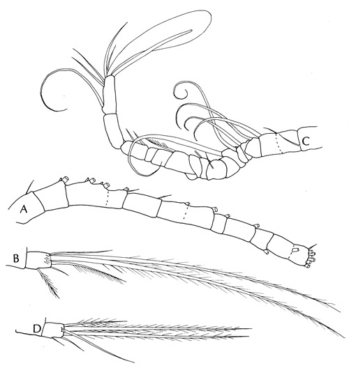 Species Oithona pacifica - Plate 2 of morphological figures