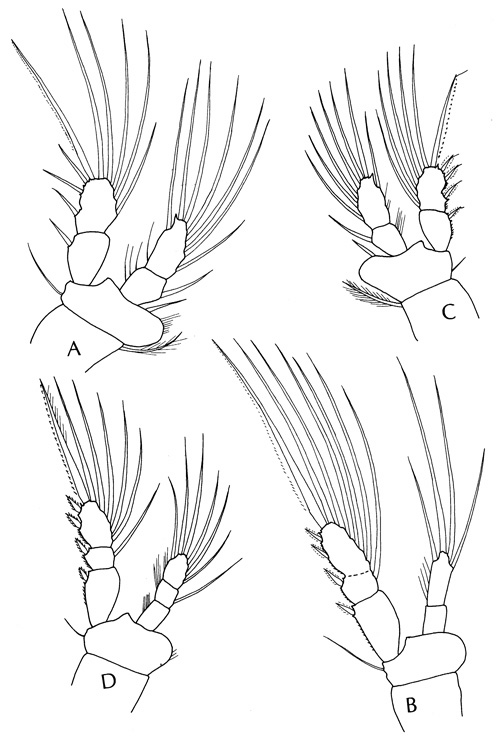 Species Oithona pacifica - Plate 3 of morphological figures