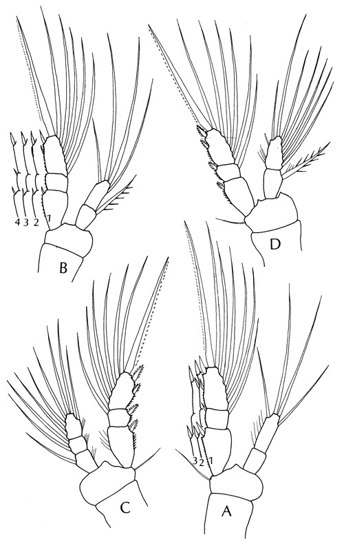 Species Oithona pacifica - Plate 4 of morphological figures