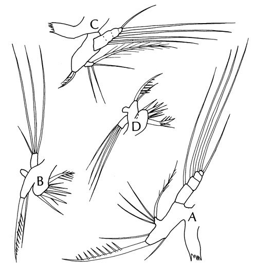 Species Oithona pacifica - Plate 5 of morphological figures