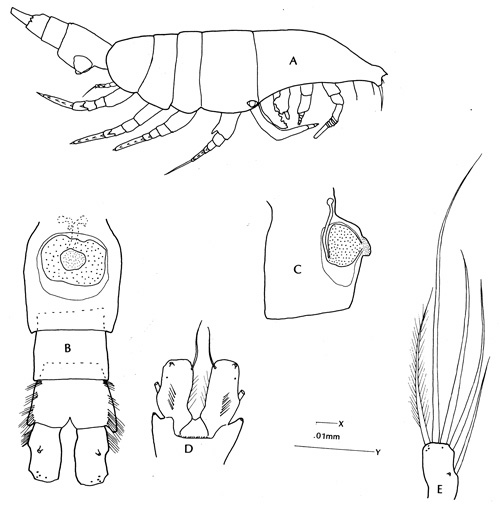 Species Pleuromamma xiphias - Plate 2 of morphological figures