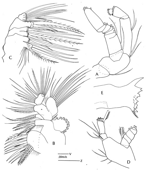 Species Pleuromamma xiphias - Plate 5 of morphological figures