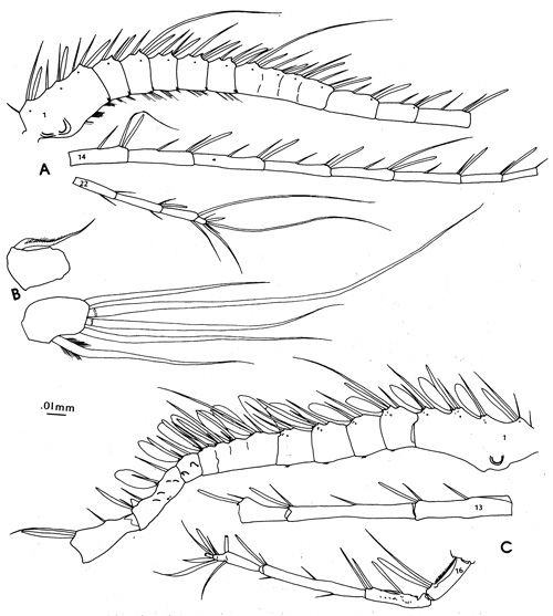 Species Pleuromamma xiphias - Plate 7 of morphological figures