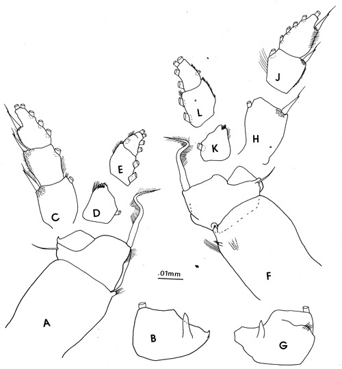 Species Pleuromamma xiphias - Plate 8 of morphological figures