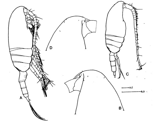 Espce Pseudocalanus newmani - Planche 1 de figures morphologiques