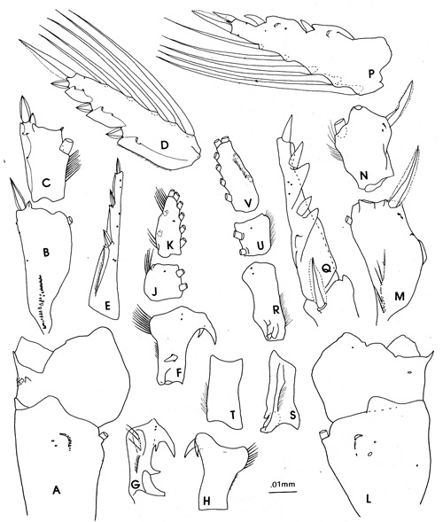 Species Pleuromamma xiphias - Plate 9 of morphological figures