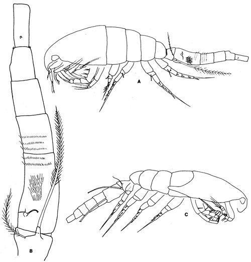 Espèce Oithona brevicornis - Planche 1 de figures morphologiques
