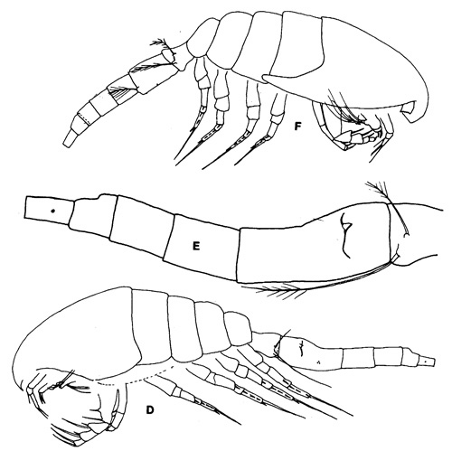 Species Oithona wellershausi - Plate 1 of morphological figures